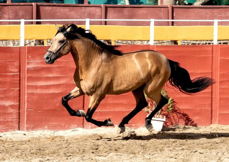 Fuengirola: Spanish Horse Show with Optional Dinner/Flamenco - Is $41 a good value?