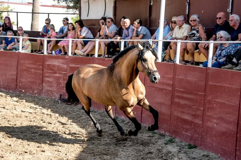 Fuengirola: Spanish Horse Show with Optional Dinner/Flamenco - Meeting the horses after the performance