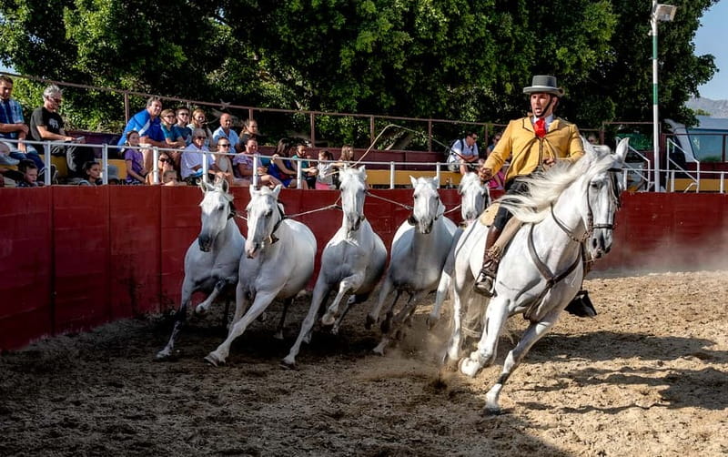 Fuengirola: Spanish Horse Show with Optional Dinner/Flamenco - Paella dinner in the family trophy room