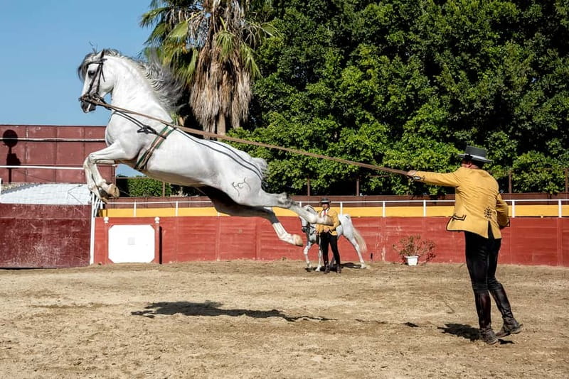 Fuengirola: Spanish Horse Show with Optional Dinner/Flamenco - The 9:30 p.m. flamenco finale