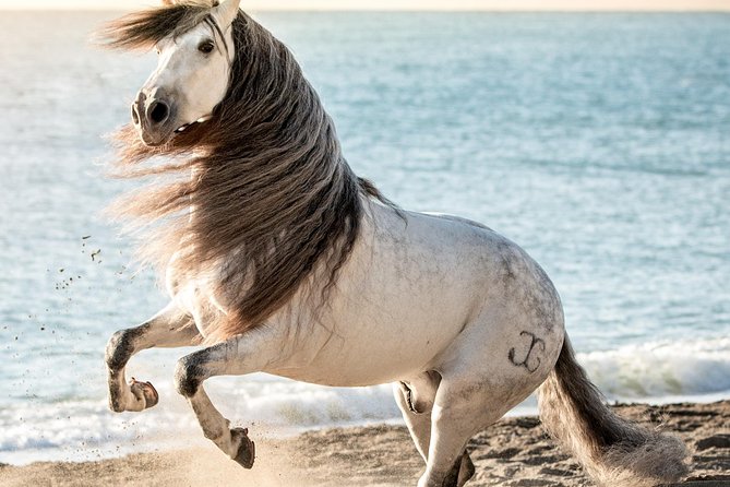 Horse and Flamenco Show in Malaga - Getting there and dealing with access