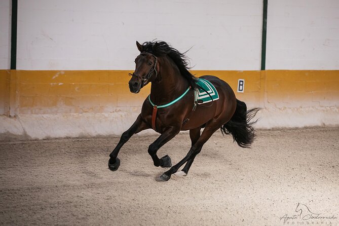 Horse and Flamenco Show in Malaga with Dinner - Why the 5 pm arrival matters
