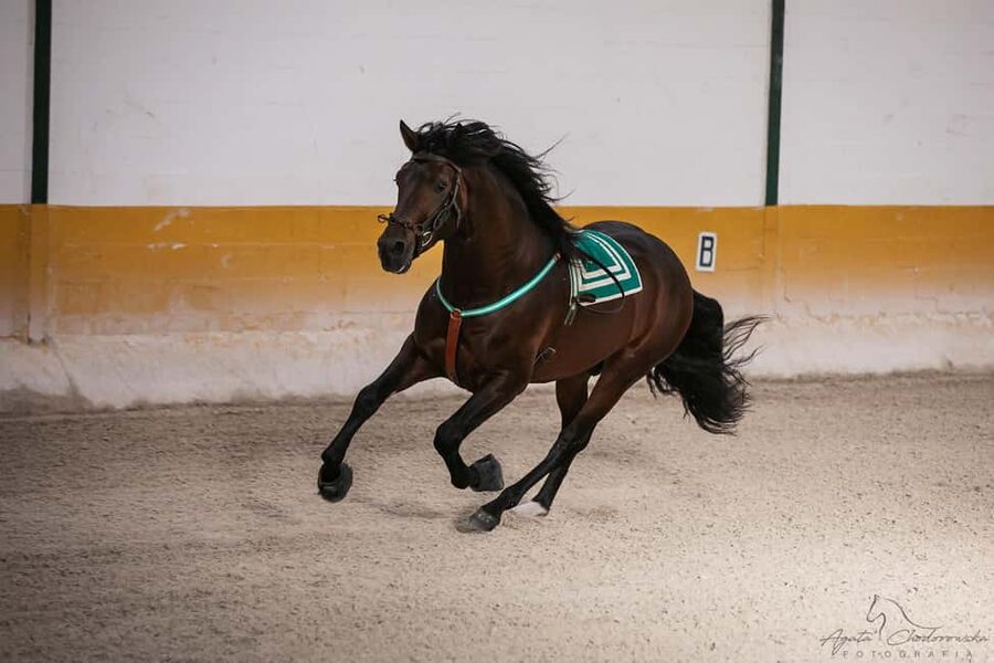 Torremolinos: Spanish horse and flamenco show - The horse and rider partnership is the real show