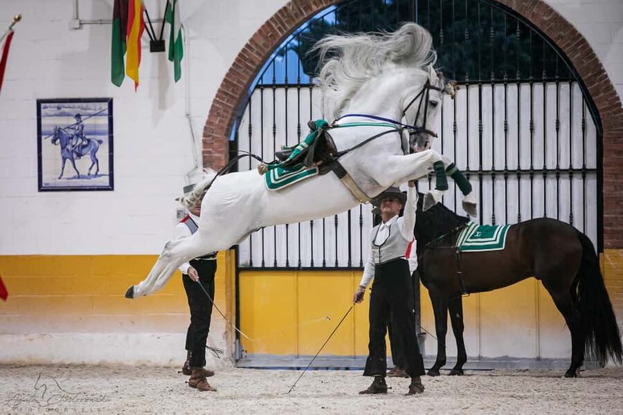 Torremolinos: Spanish horse and flamenco show - Choose between ticket only and the full evening