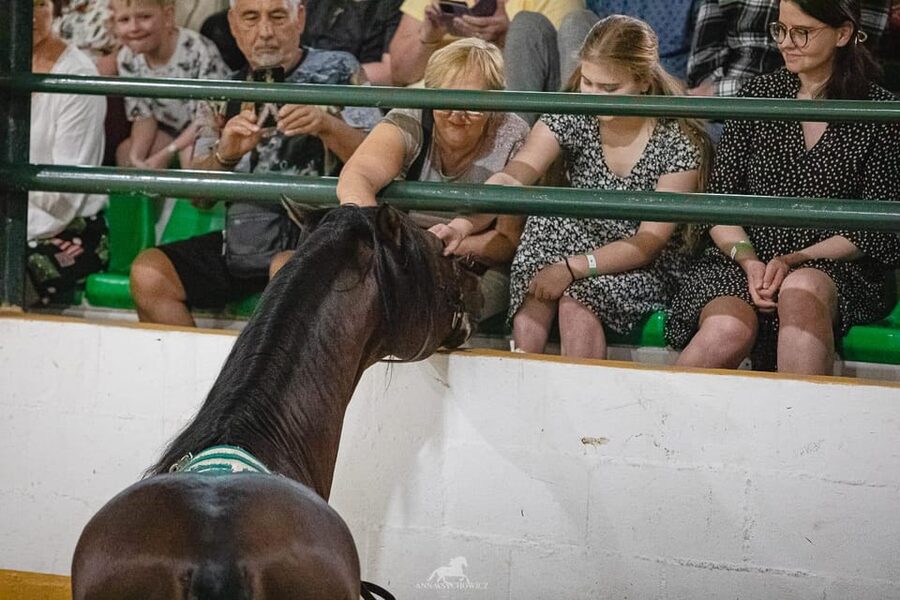 Torremolinos: Spanish horse and flamenco show - Pickup saves planning but costs time